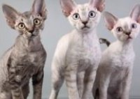 самые дорогие породы кошек: Девон-рекс. фото