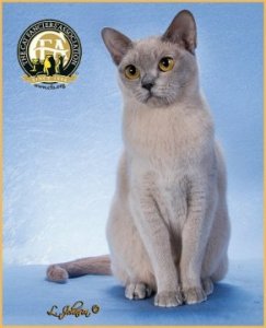 самые редкие кошки мира: Европейская бурманская
