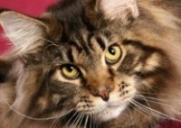 самые-самые породы кошек: Мейн-кун. фото