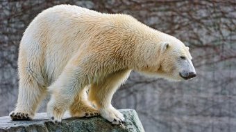 Список самых красивых животных мира