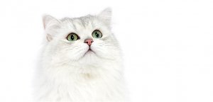 Чем правильно кормить кастрированного кота? Sterilfeed_728.jpg