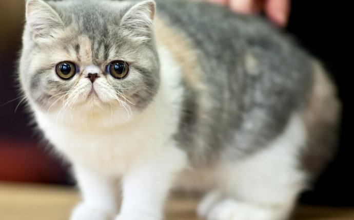 The Most Friendly Species Of Cats
